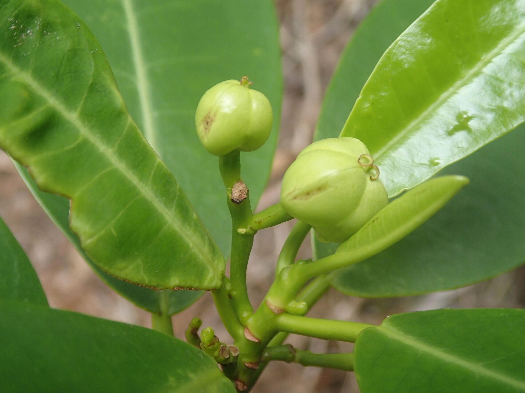Excoecaria benthamiana fruit