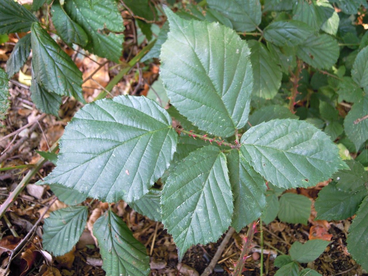 Rubus infestus — houseplant care guide