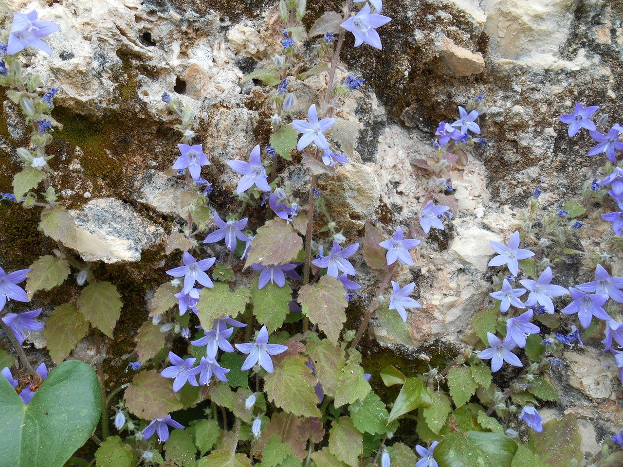 Campanula celsii flower