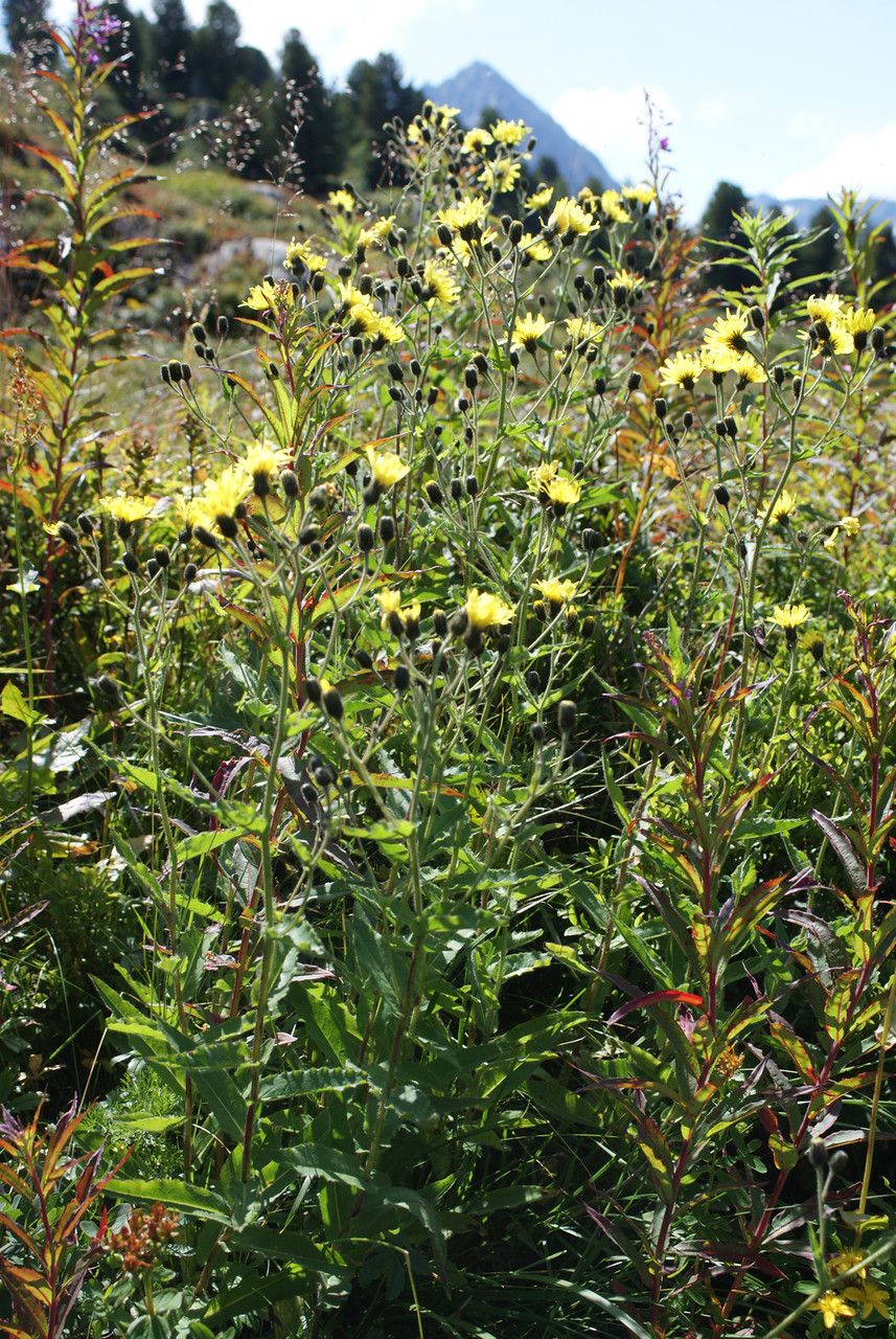 Hieracium picroides habit
