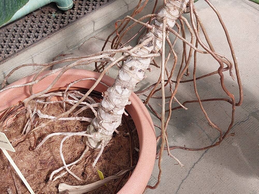 Philodendron devansayeanum bark