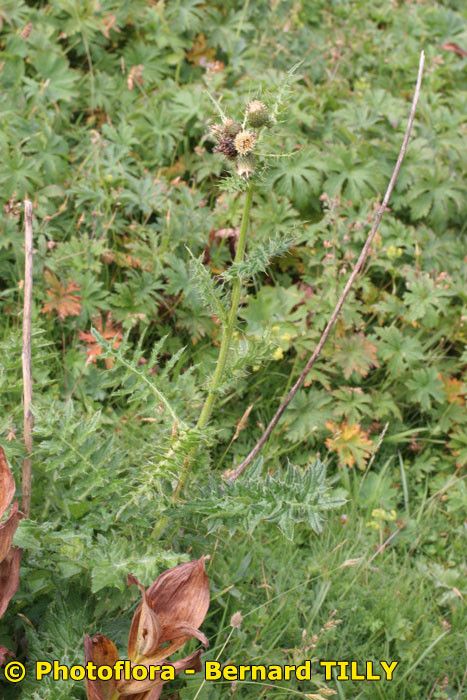 Cirsium x variegatum habit