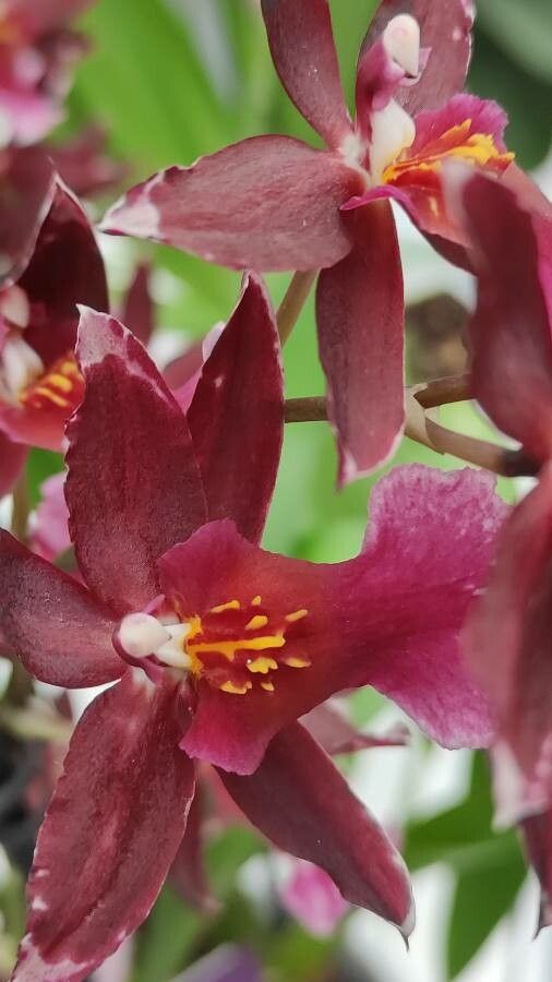 Dendrobium virotii flower