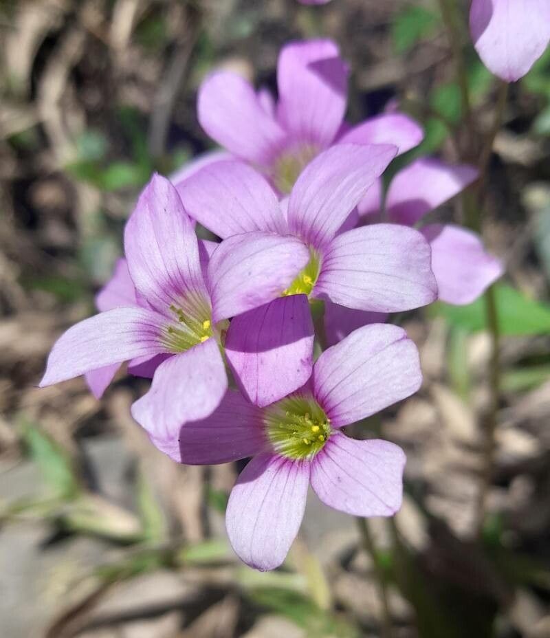 Oxalis argentina