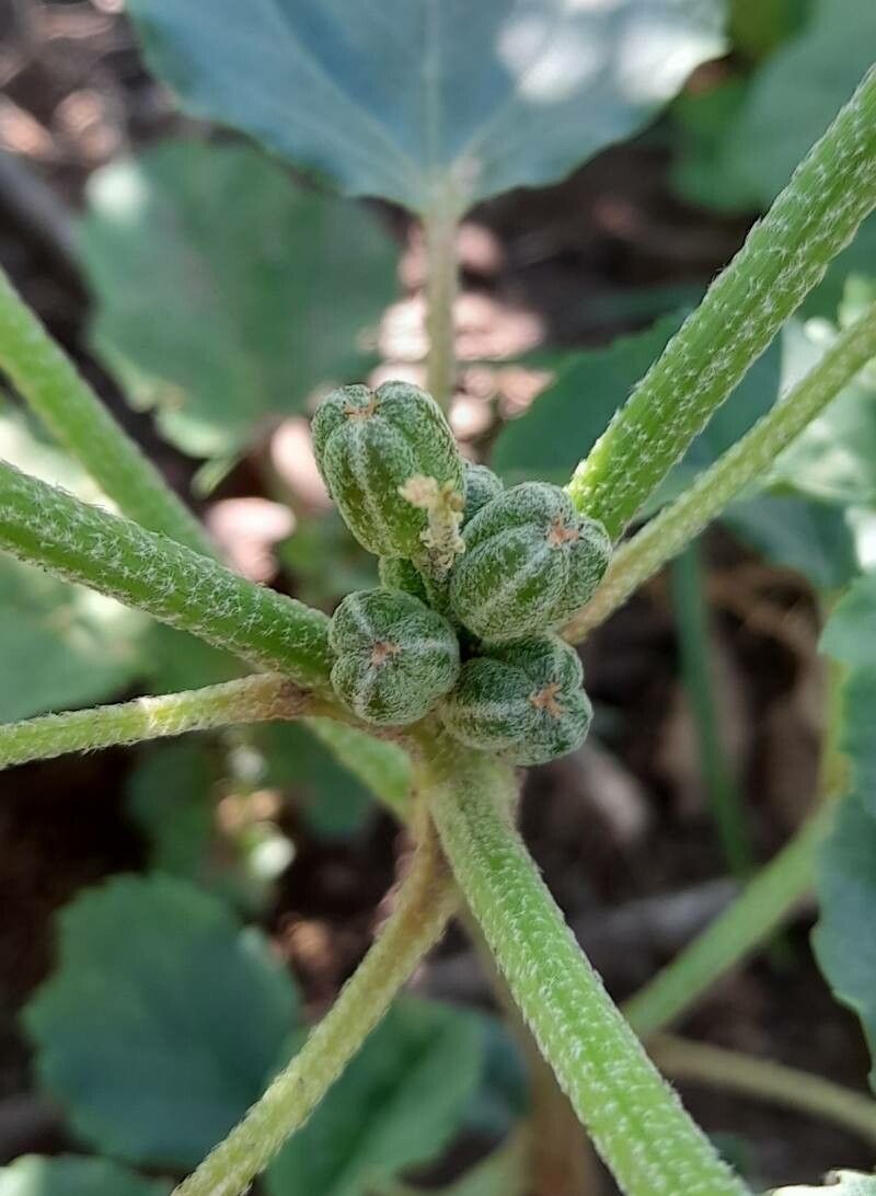 Croton bonplandianus fruit