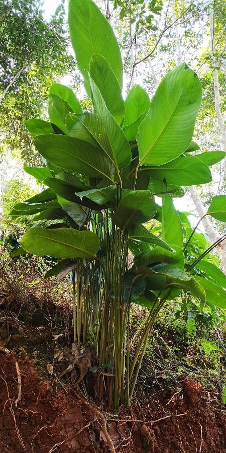 Phrynium pubinerve habit