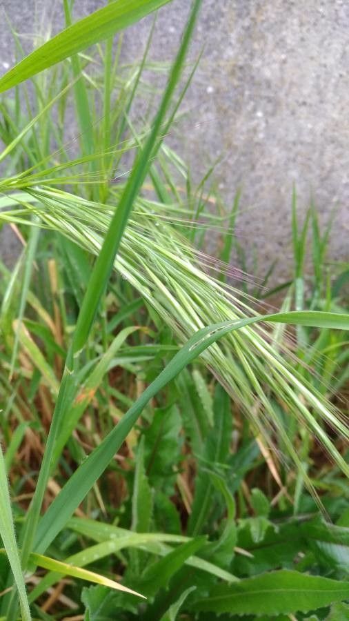Bromopsis ramosa fruit