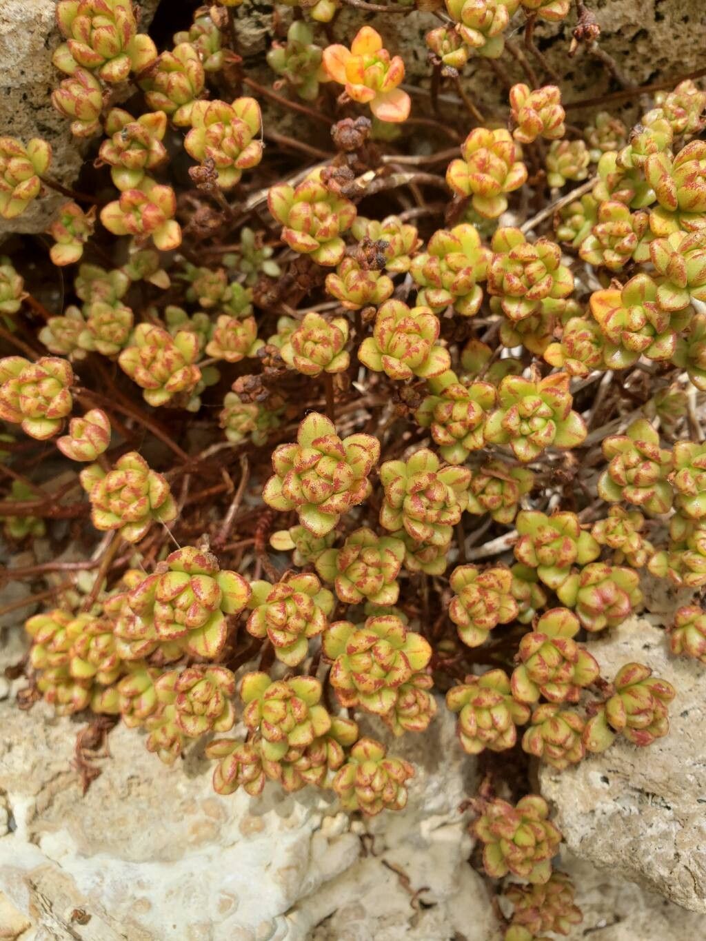 Crassula subaphylla — houseplant care guide