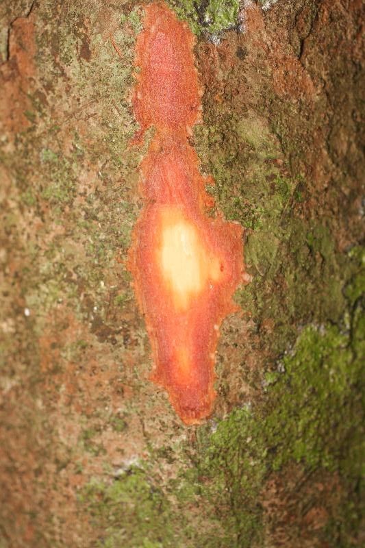 Talisia praealta other