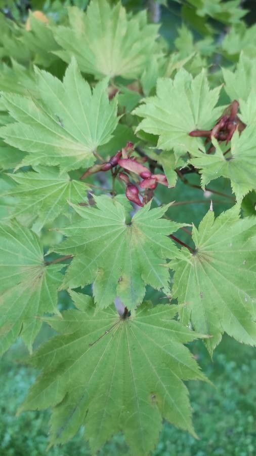 Acer shirasawanum leaf