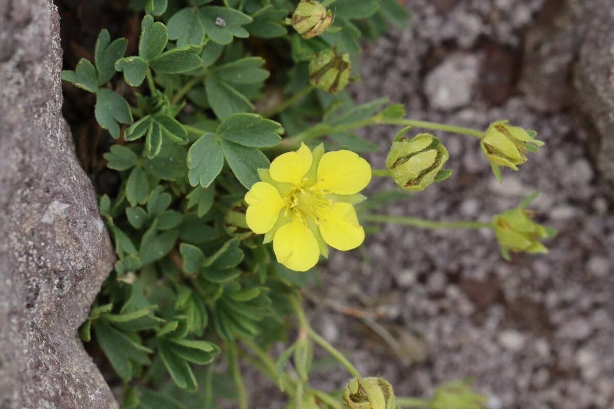Sibbaldia miyabei — related species from the same genus