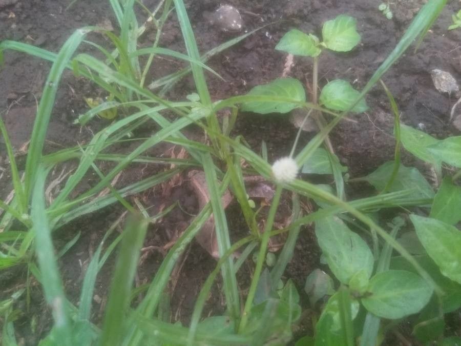 Kyllinga bulbosa flower