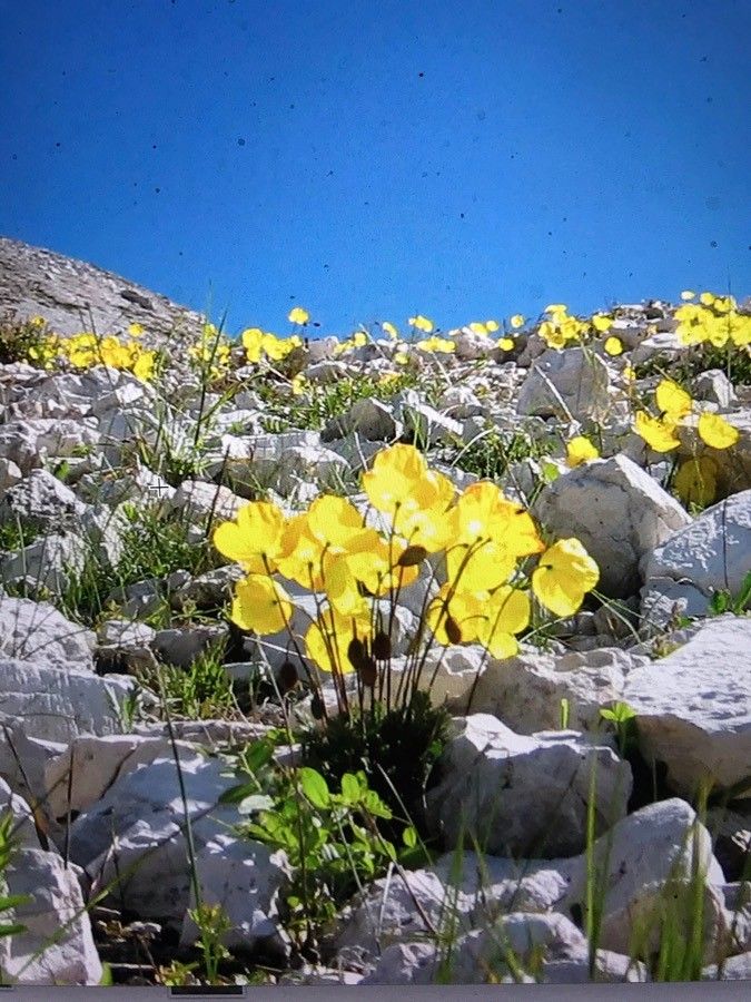 Papaver rhaeticum flower
