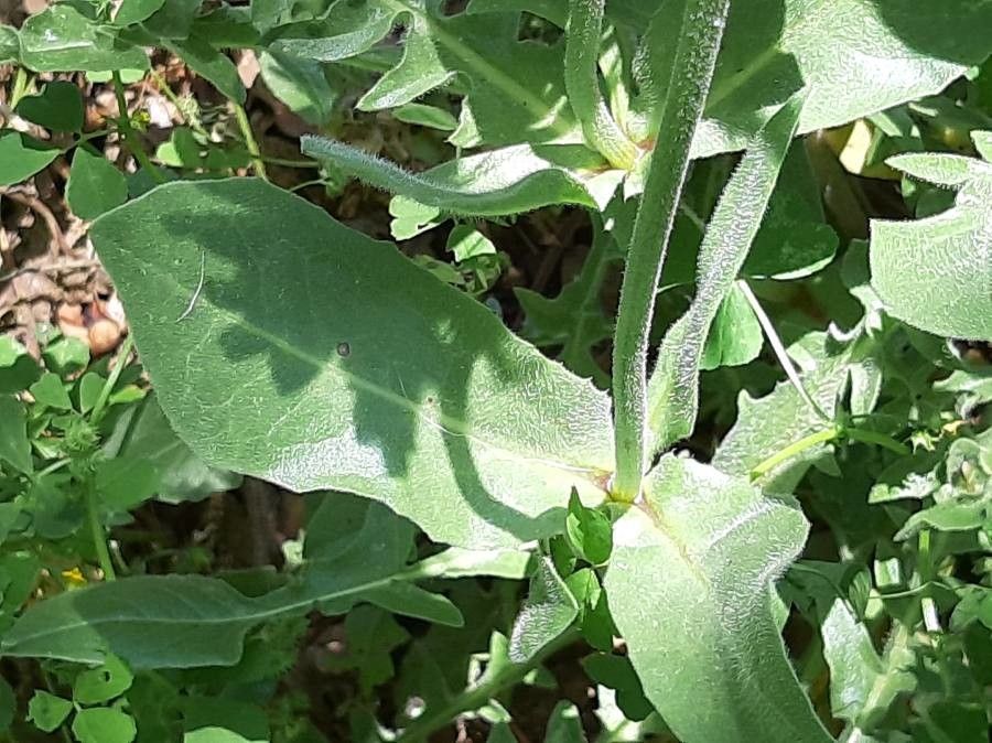 Urospermum dalechampii leaf