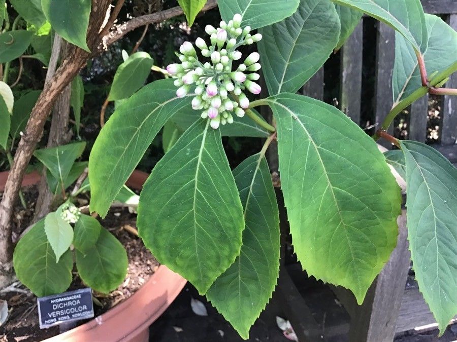 Dichroa versicolor — related species from the same genus