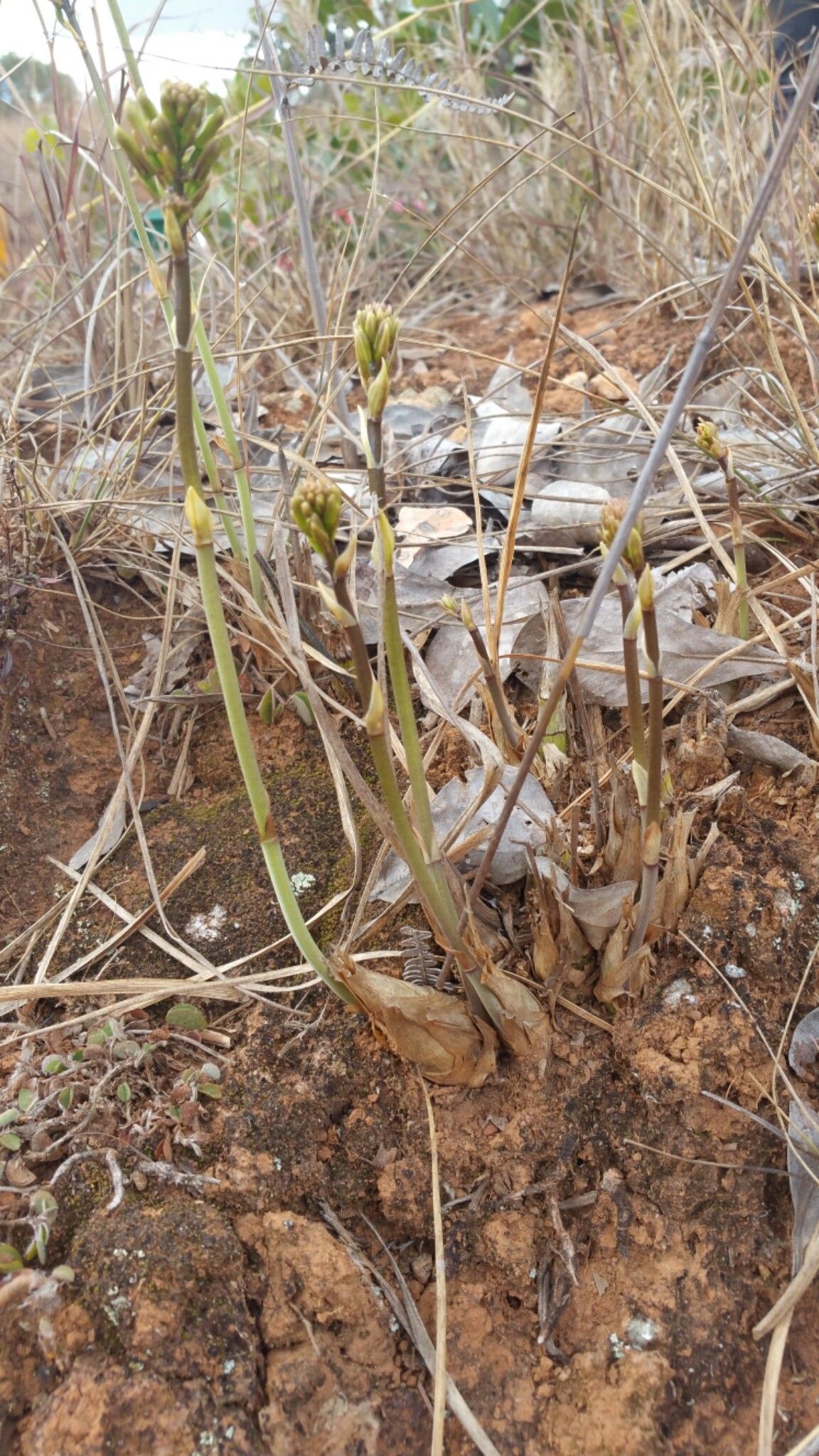 Eulophia ibityensis habit