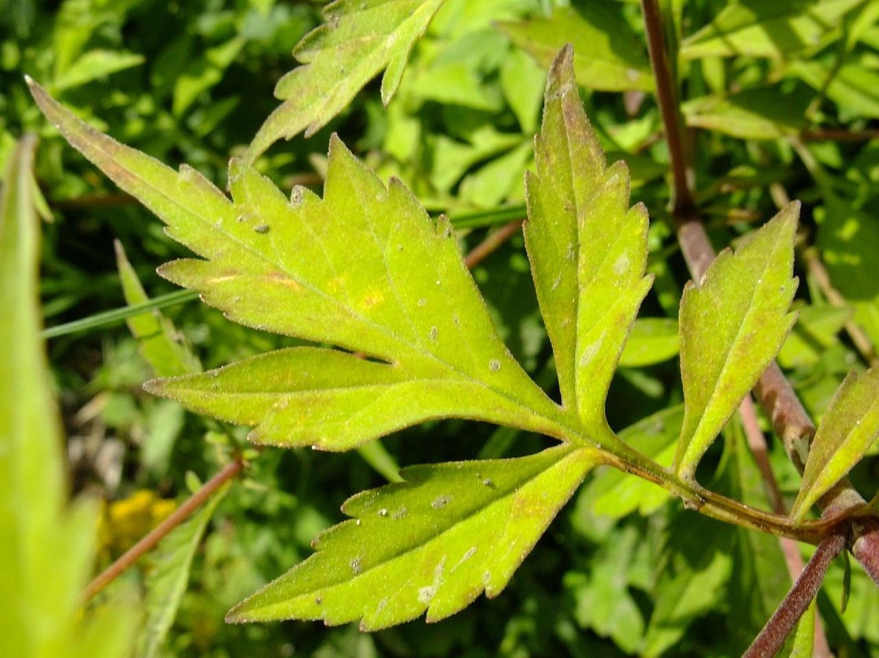 Patrinia heterophylla — related species from the same genus