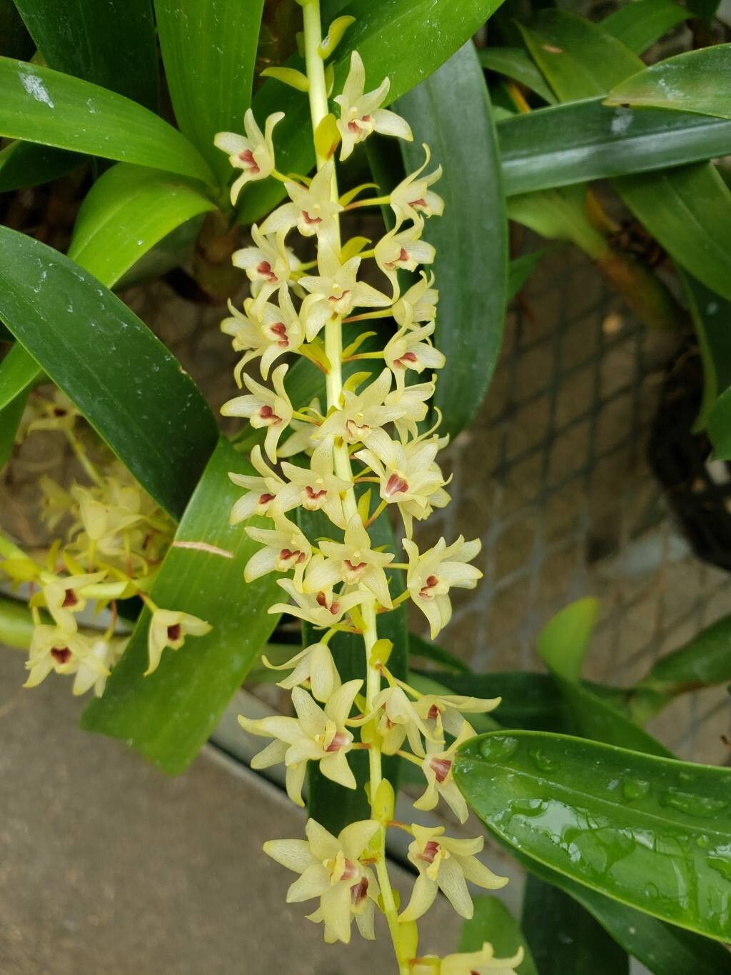 Pinalia formosana flower