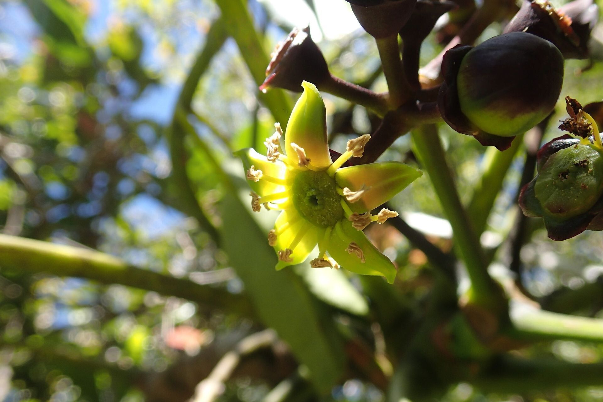 Plerandra plerandroides flower