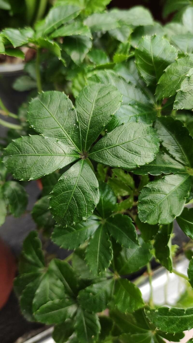 Cissus striata — search result for 'Vitaceae'