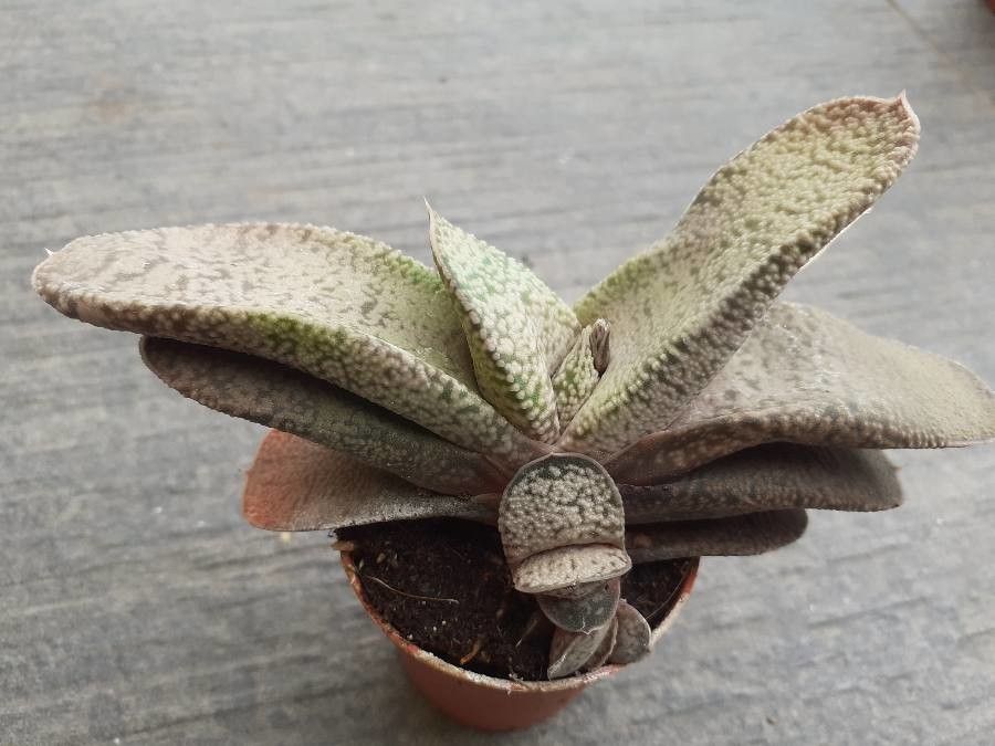 Gasteria brachyphylla flower