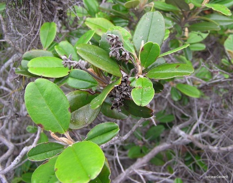 Hibbertia wagapii habit