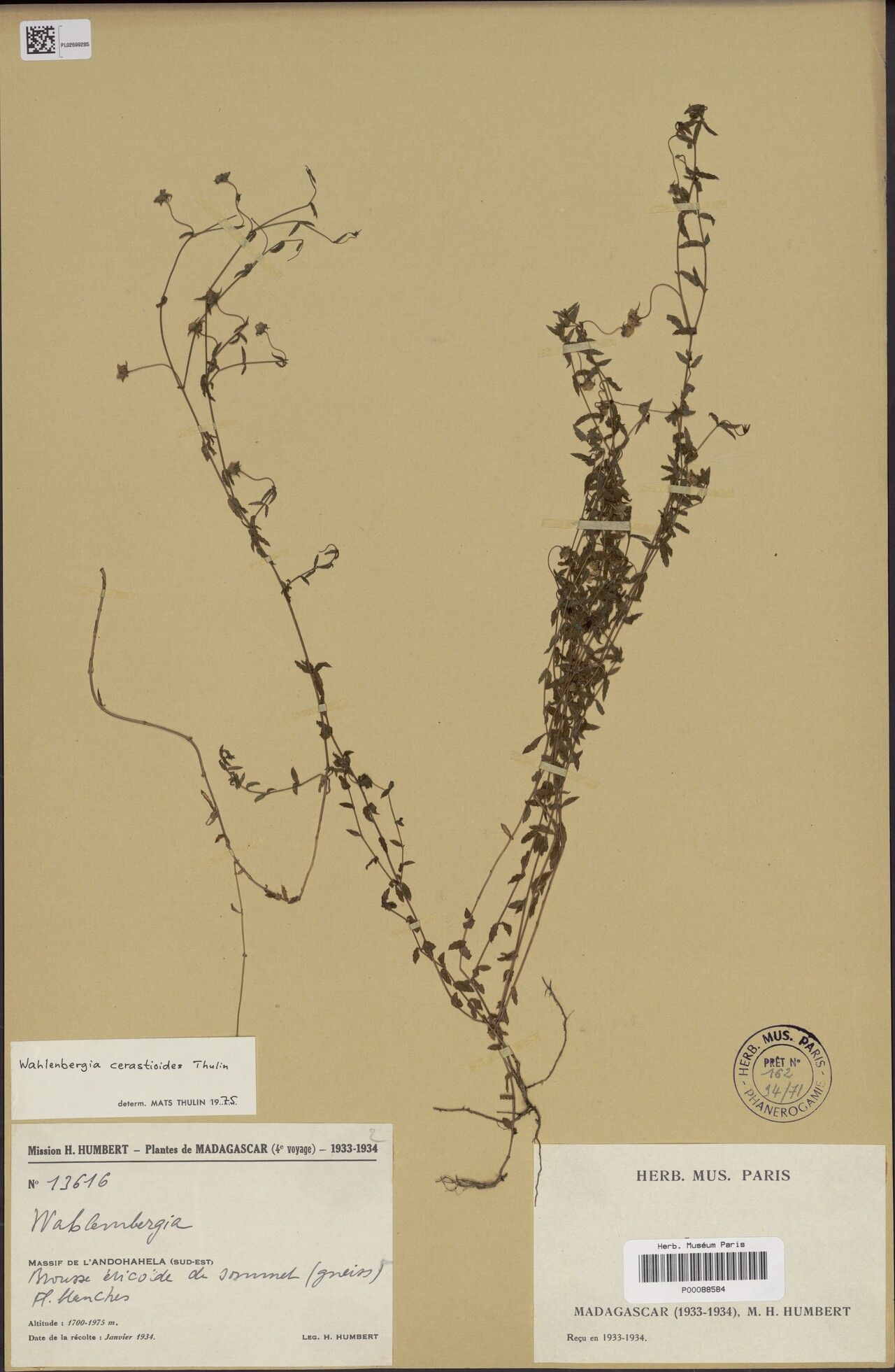 Wahlenbergia cerastioides — houseplant care guide