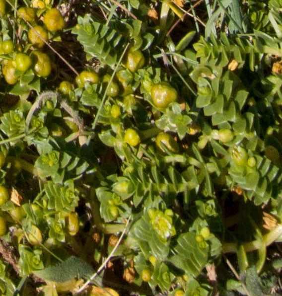 Honckenya peploides fruit