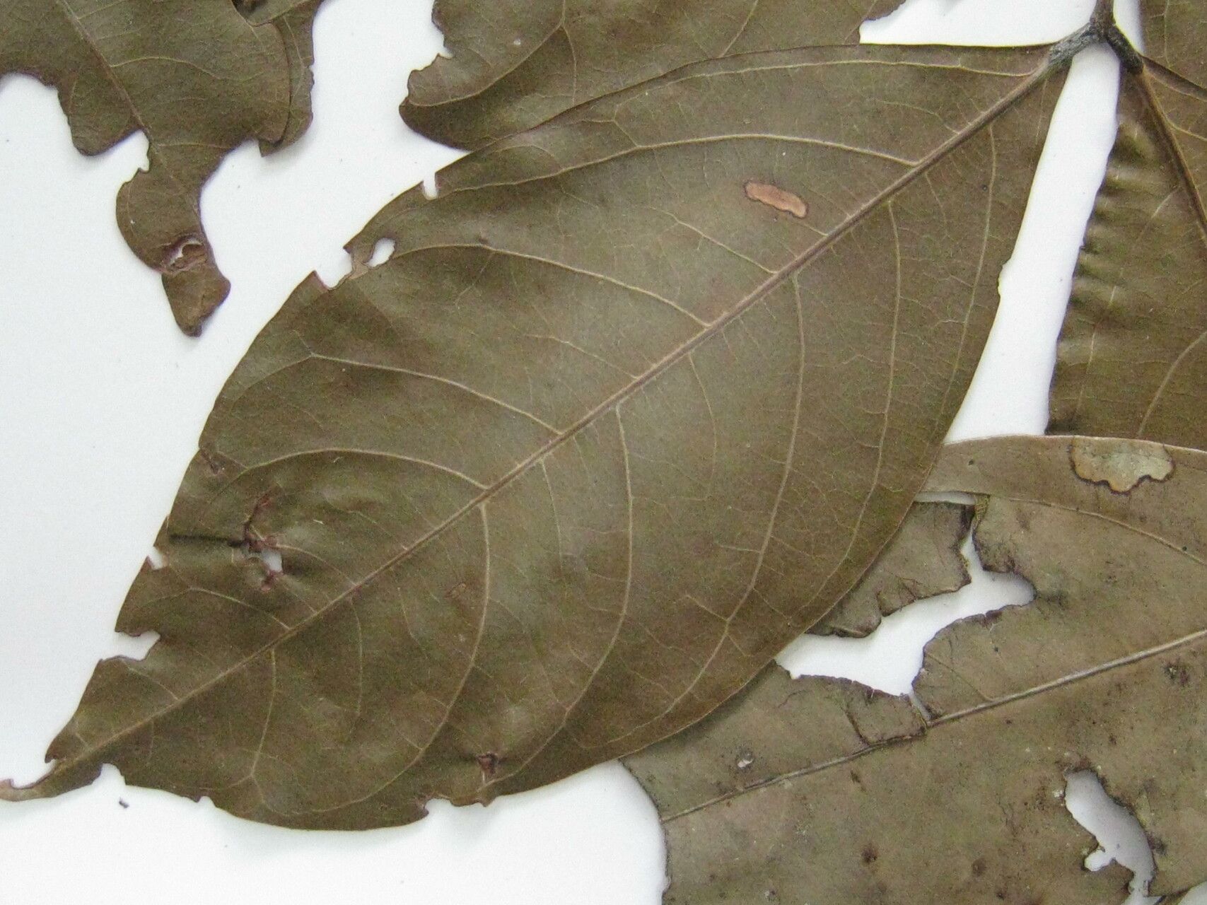 Inga paraensis other