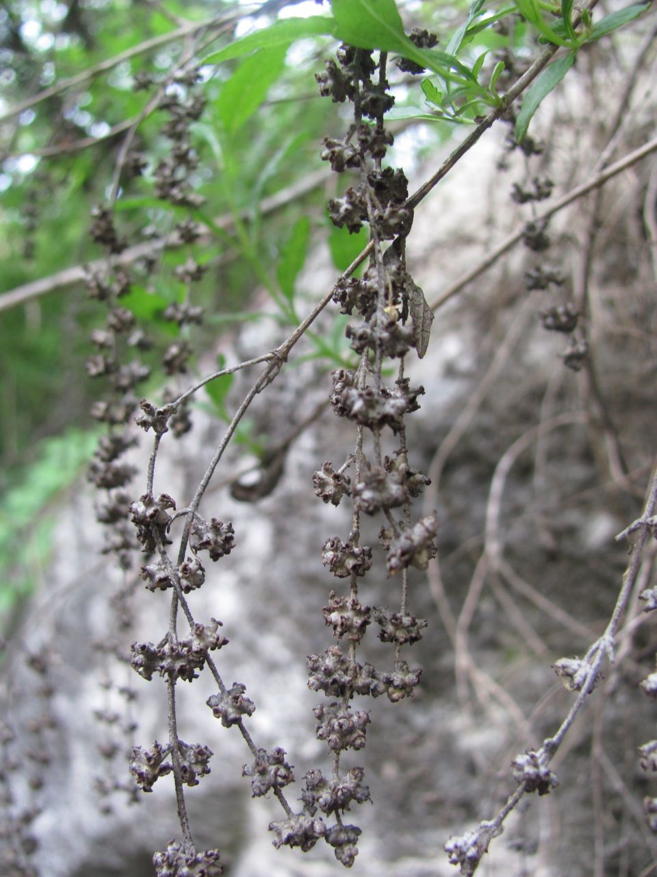 Buddleja racemosa — search result for 'Buddleja'