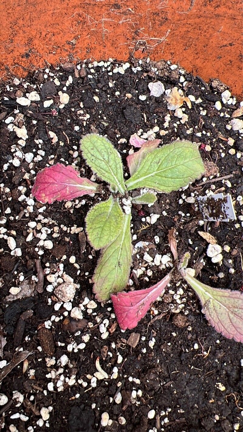 Rehmannia glutinosa — related species from the same genus