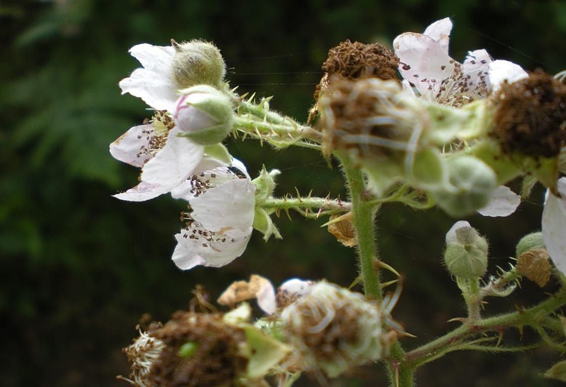 Rubus geniculatus flower
