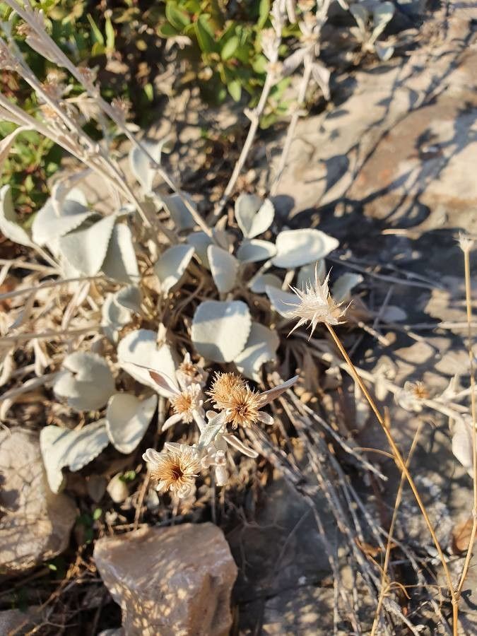 Inula verbascifolia fruit