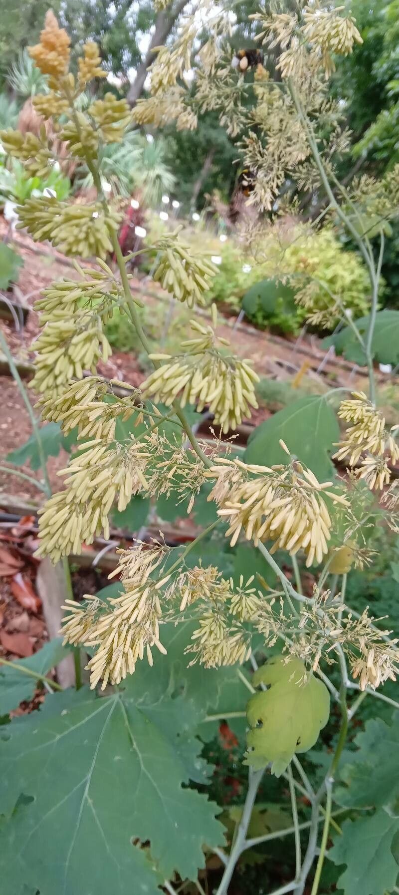 Macleaya cordata flower