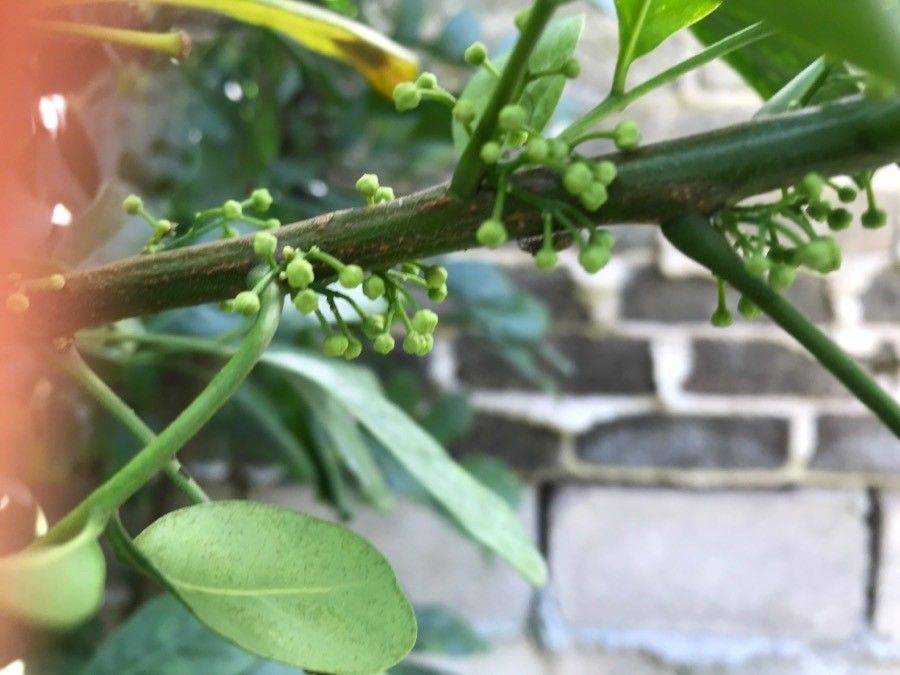 Gymnosporia acuminata fruit