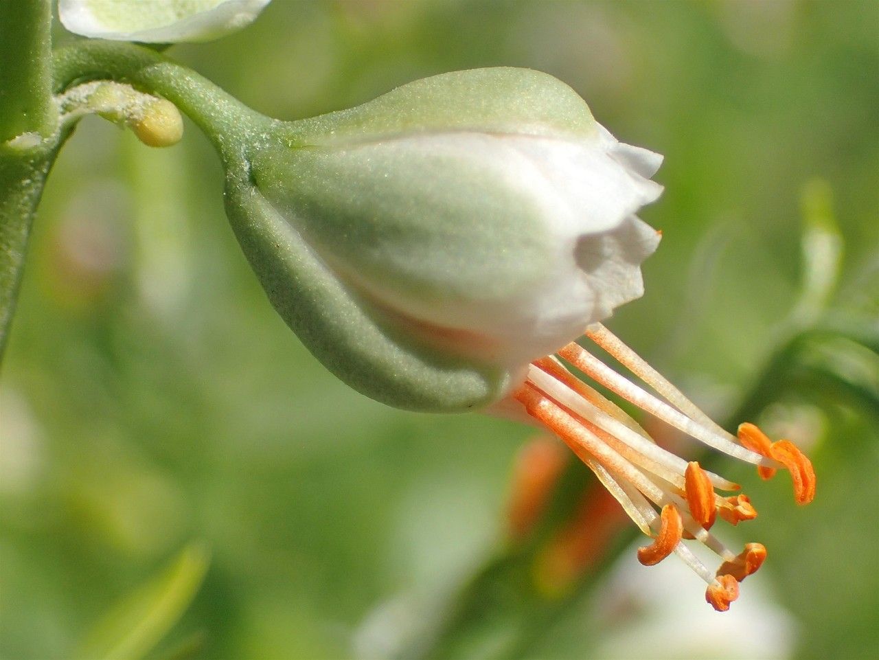 Zygophyllum fabago fruit