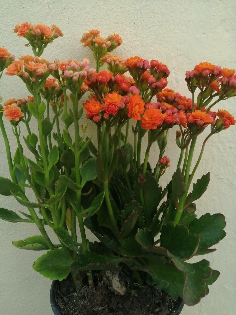 Kalanchoe abrupta other