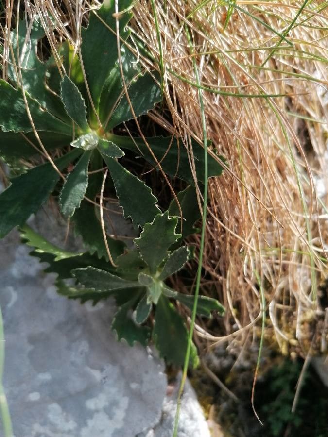 Primula marginata — search result for 'Primula'