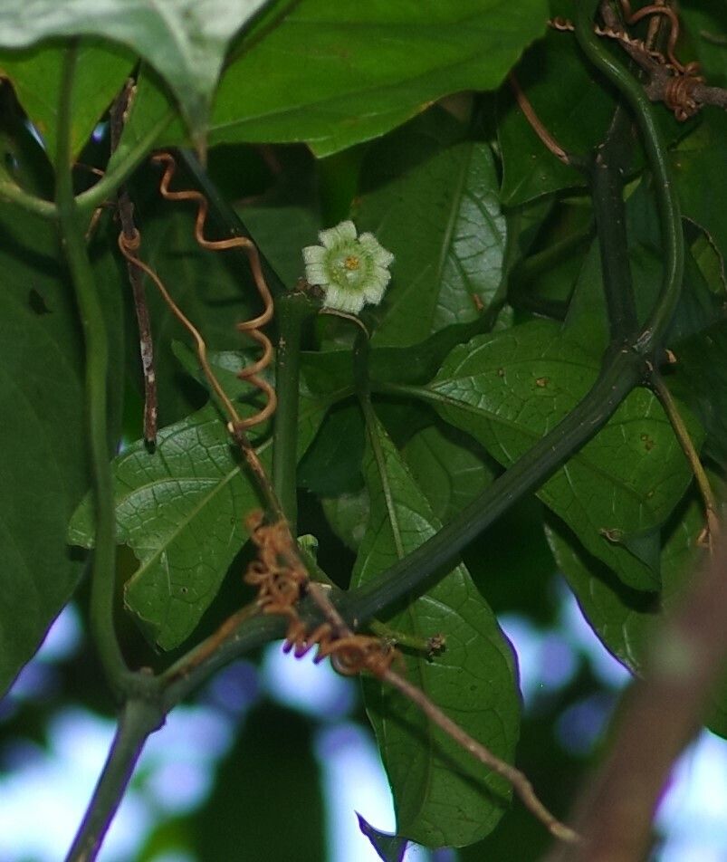 Cayaponia rigida flower