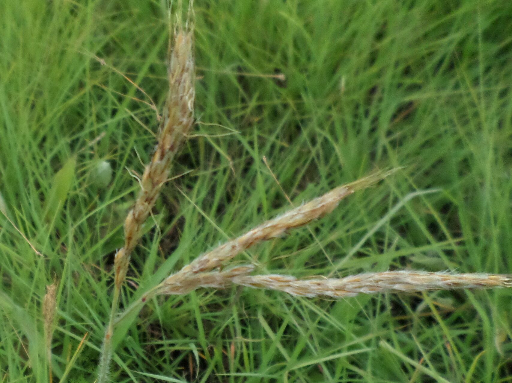 Eulalia villosa — related species from the same genus