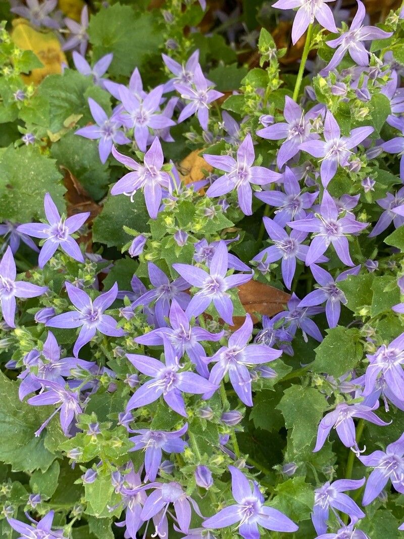 Campanula garganica flower