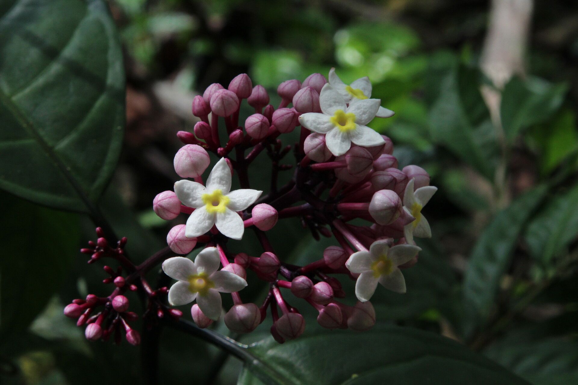 Chassalia zenkeri flower