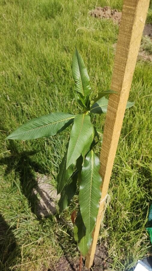 Escallonia pendula — search result for 'Escallonia'