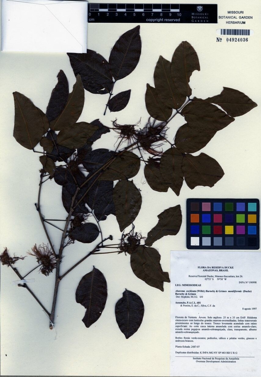 Jupunba cochleata other