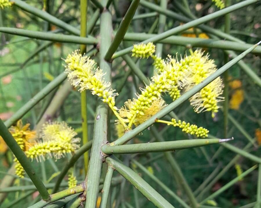 Prosopis kuntzei flower