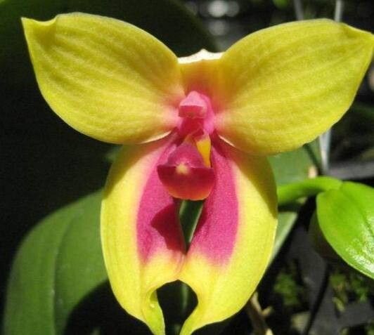 Phalaenopsis bellina flower