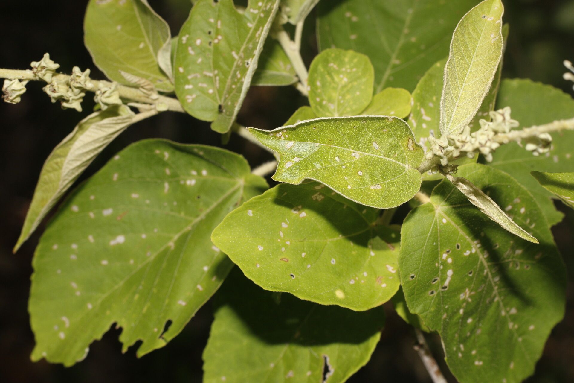 Croton yucatanensis — houseplant care guide