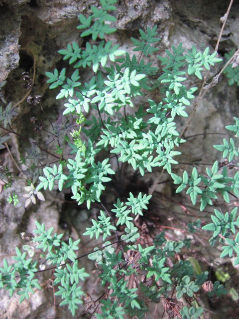 Hemionitis artax — houseplant care guide