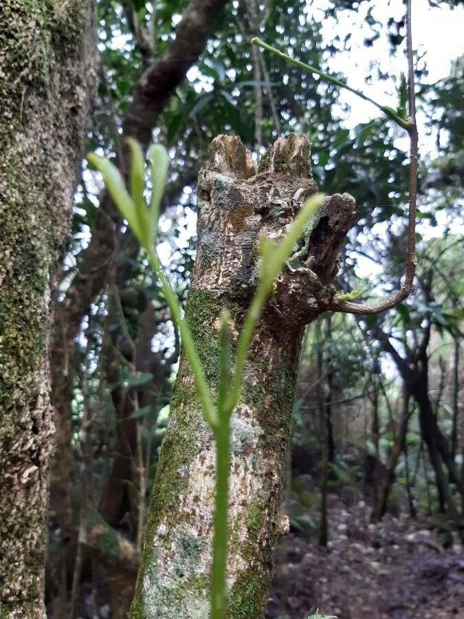 Melicope obtusifolia — houseplant care guide