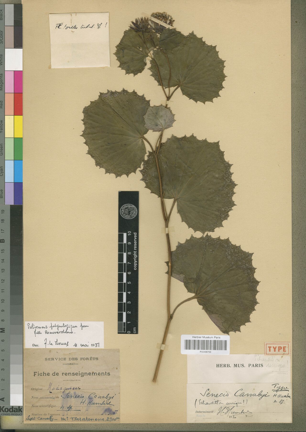 Senecio canabyi — houseplant care guide